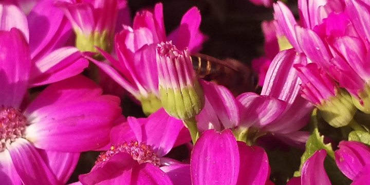 瓜叶菊特写