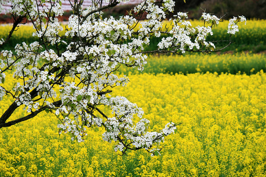 梨花油菜花