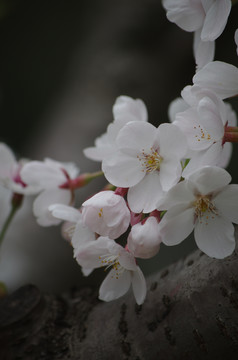 樱花盛开