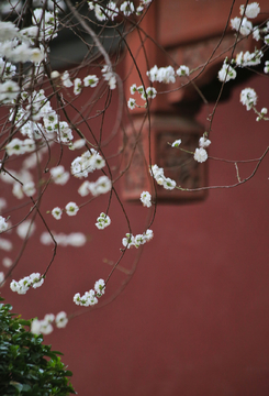 古建白色山桃花