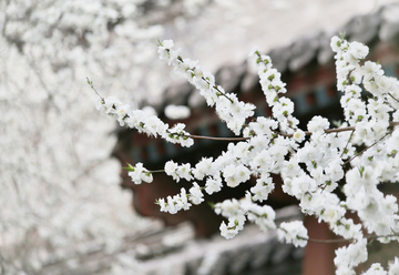 古建白色山桃花