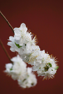 古建白色山桃花