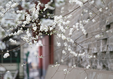 古建白色山桃花