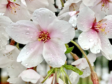 樱花特写