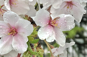 樱花特写