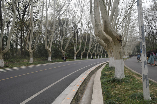 城市道路两旁一排排的树