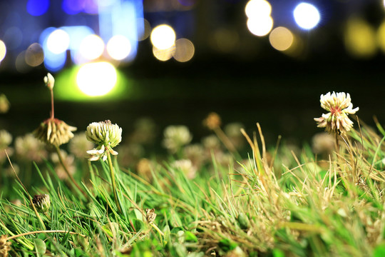 幸运草夜景