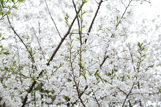 樱花背景素材