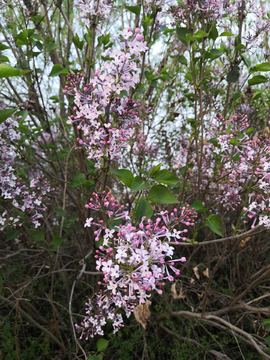 丁香花