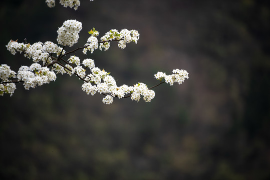 李子花