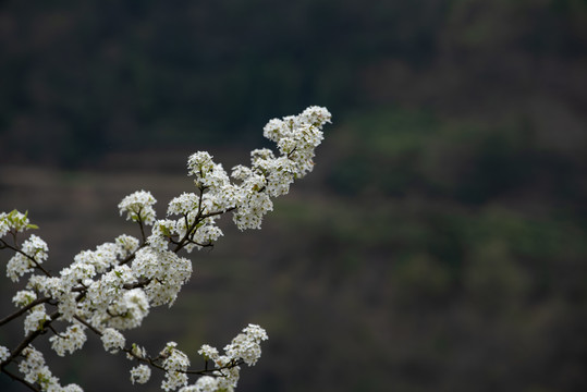 李子花