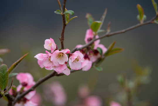 木瓜花