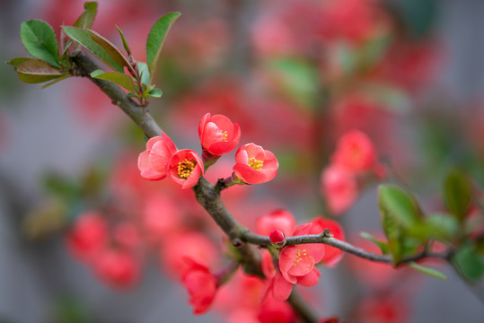 木瓜花