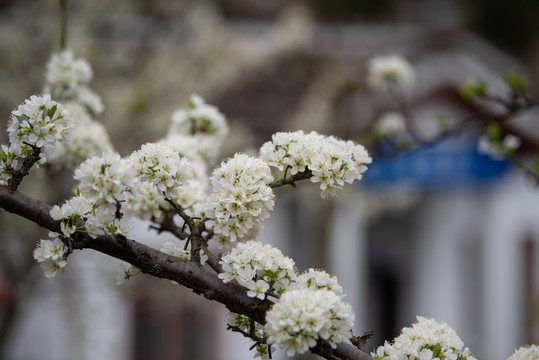 李子花