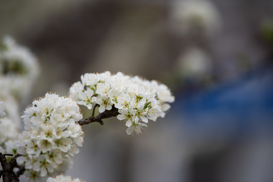 李子花