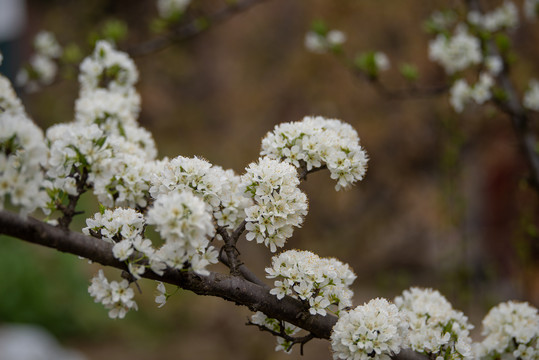 李子花