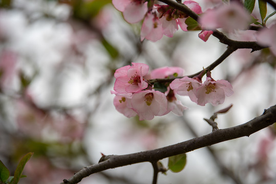 木瓜花