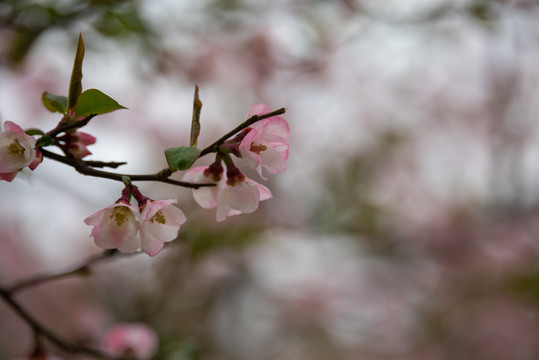 木瓜花