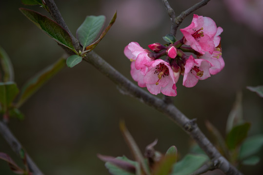 木瓜花