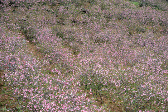 木瓜花