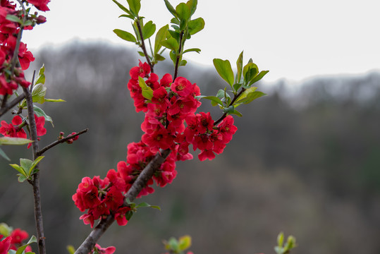 木瓜花