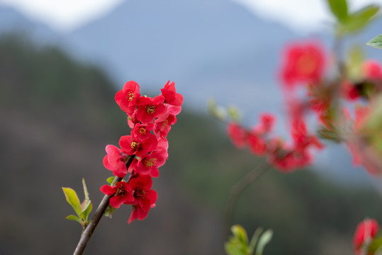 木瓜花