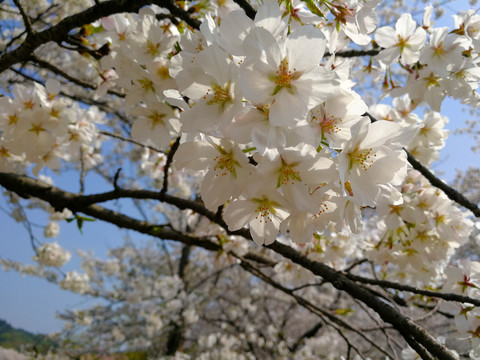 樱花