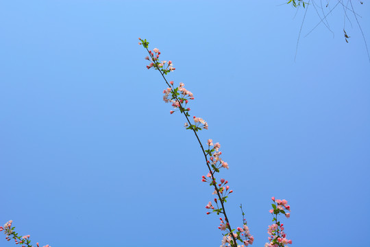 垂丝海棠