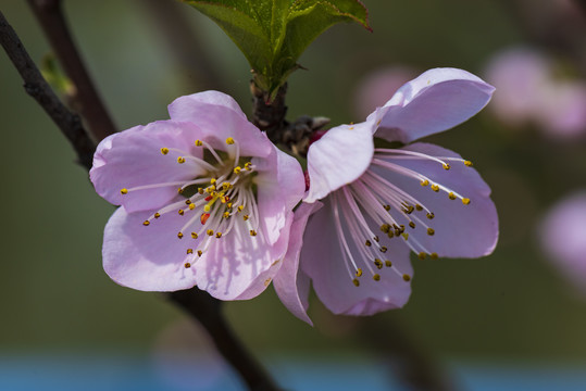 桃花