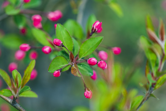 花卉