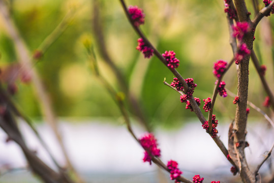 紫荆花