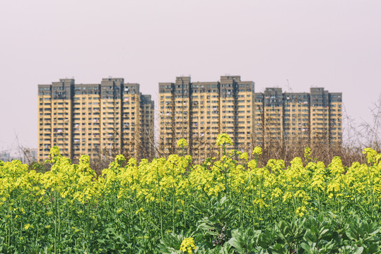 油菜花景观