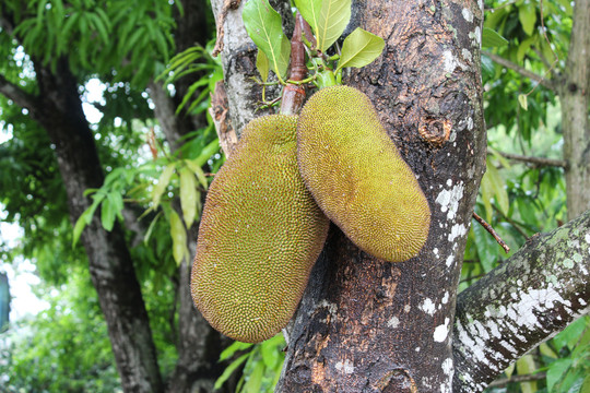 菠萝蜜