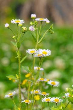 野菊花