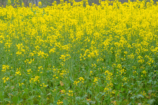 油菜花