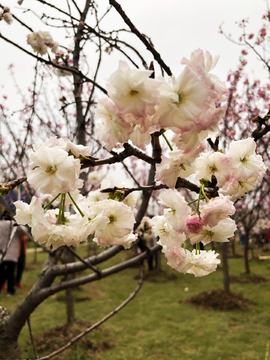 樱花