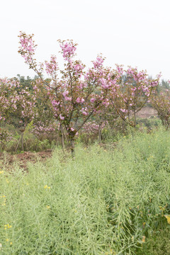 陌上樱花