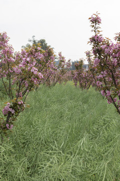 陌上樱花