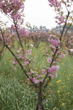 陌上樱花