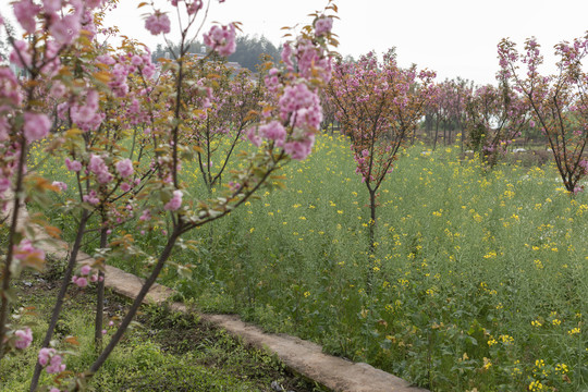 陌上樱花