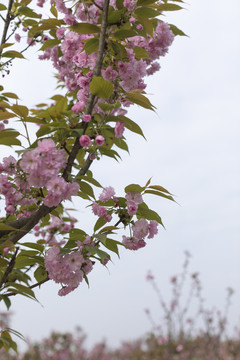 陌上樱花