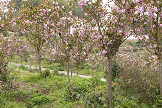 陌上樱花