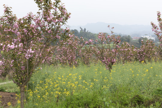 陌上樱花