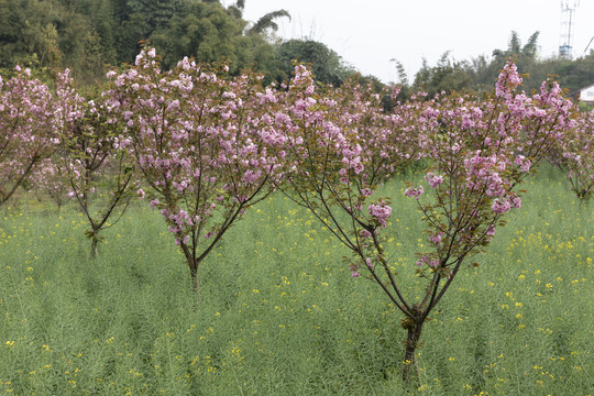 陌上樱花