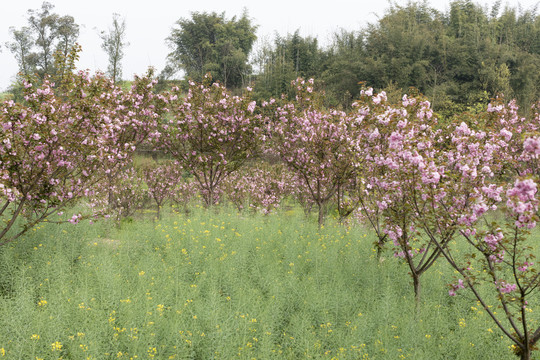 陌上樱花