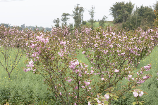 陌上樱花