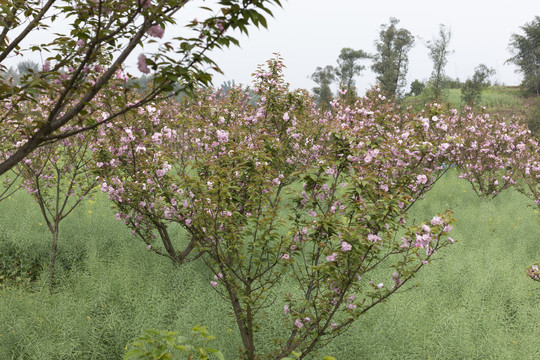 陌上樱花