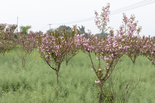 陌上樱花