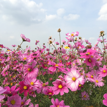 花海