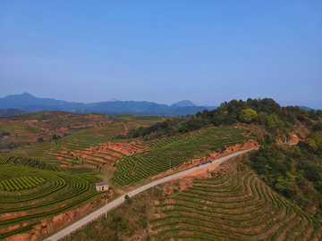 茶山风光